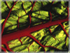 Swiss Chard