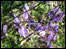 Gallery page - Meadow Crane's Bill