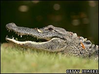 Crocodilo