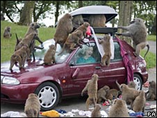baboonsoncar226pa.jpg