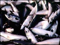 Mackerel.