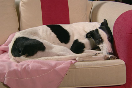 Alfie the greyhound