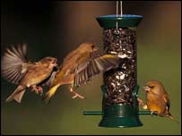 Greenfinches