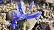Iris histrioides