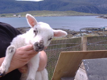 little Lamsey