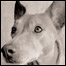 Capa do livro 'Stray Dogs' (Foto: Traer Scott)