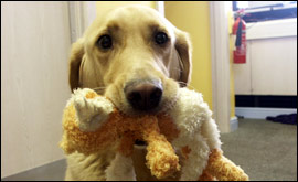 George the dog