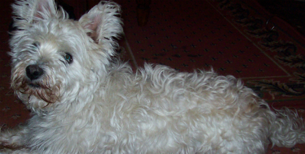 Wee dog