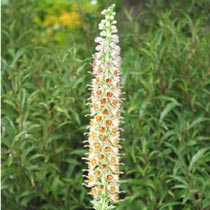 Rusty foxglove