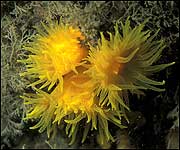 Sunset cup corals