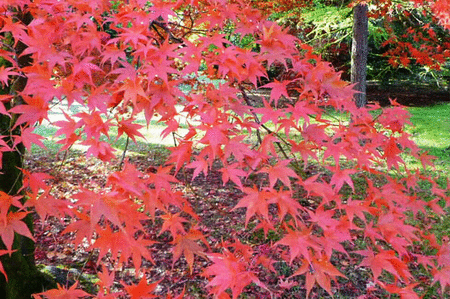 Autumn scenes