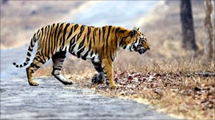 Bengal tiger