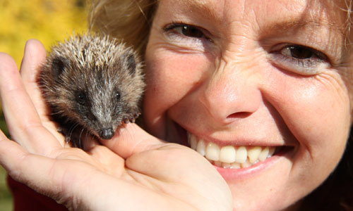 hedgehog-kate.jpg