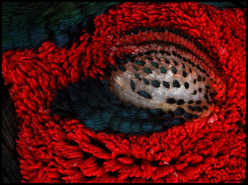 red closeup