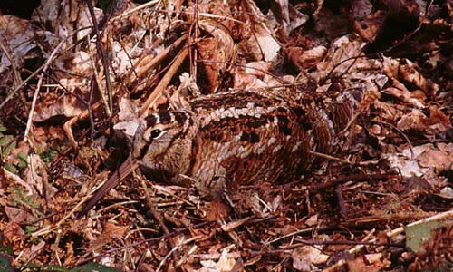 woodcock_georgeHhigginbotha.jpg