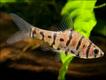 Eirmotus insignis (Foto: © CK Yeo)