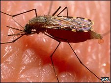 Mosquito insect