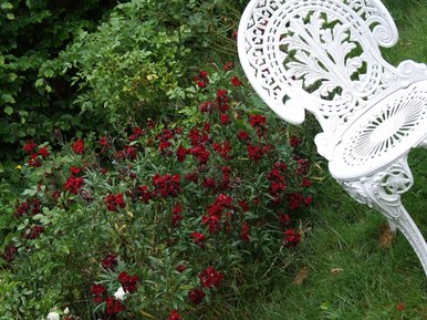 Chair In The Garden