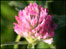 Clover