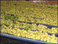 کشمش خانه