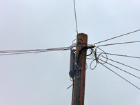 10 telephone cables