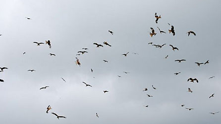 kites.jpg