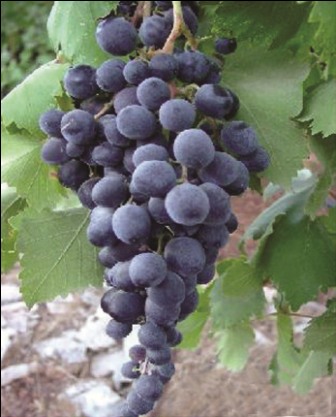 Oaken Grape