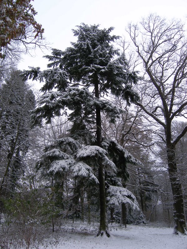 A beautiful tree
