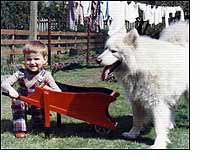 Pasha, a Samoyed dog, joins in the fun