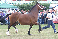 Cob Cymreig