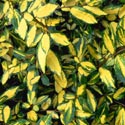 Elaeagnus pungens &lsquo;Maculata&rsquo;, Elaeagnus