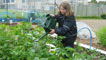 Potato plants