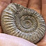 Islands (Image: Ammonite)