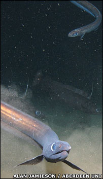 Arrowtooth eel