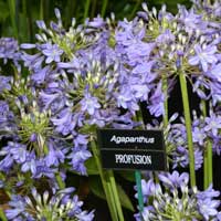 profusion_200x200.jpg