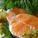Sustainable fishing