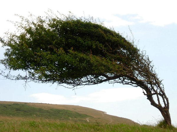 flag_tree.jpg