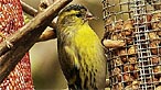 Siskin. Photo: Adrian Williams
