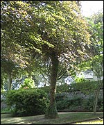Canary palm