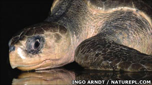 Turtle swimming