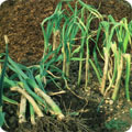 Leek varna