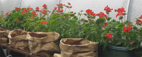 Beechgrove peat-free trial with geraniums