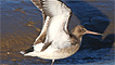 Black tail godwit