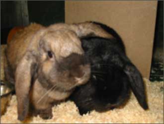 Pepsi and Fudge