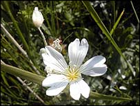 The Walney geranium