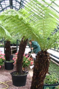 Keeping-Cool-in-the-Ferns19.jpg