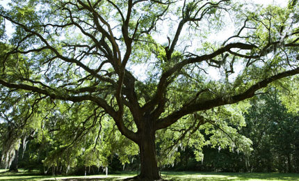 Holm Oak