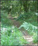 woodland