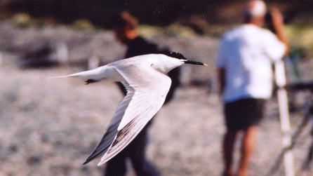 tern_ben_stammers.jpg