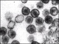 Células do HIV